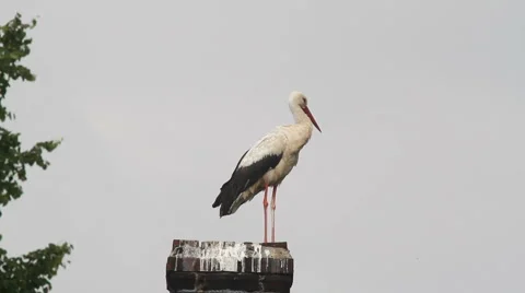 White Stork on Chimney Video stock 914991