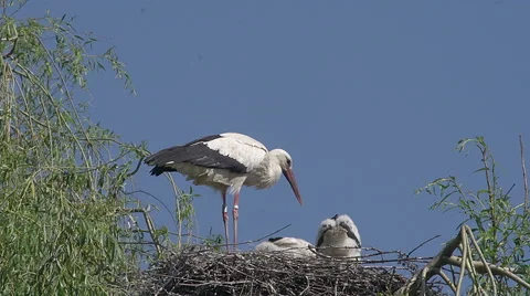 White Stork, ciconia ciconia, Adult and Chicks standing on Nest Stock Footage