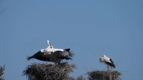 White stork, Ciconia ciconia, Spain Vídeo Stock 234352653