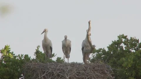 White Stork (Ciconia Ciconia) Three Adults Perched On Nest Stock Footage 336946888