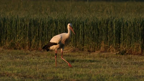White stork ciconia in a field Stock Footage 155697489