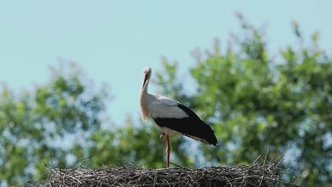 White stork clapping the bill Stock Footage