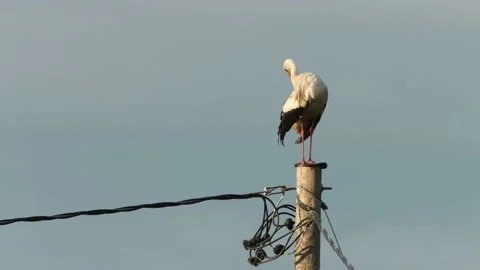 White stork cleaning itself on top of an electric post Stock Footage 208941701