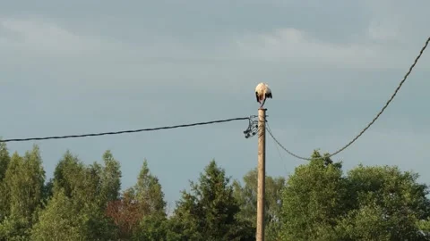 White stork cleaning itself on top of an electric post Stock Footage 208941908