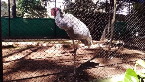 White Stork Cleans The Feather Standing On The Ground In The Zoo Cage 1080 1080 스톡 동영상 126103166