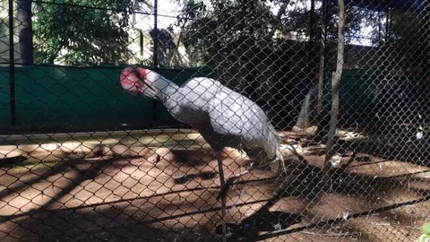 White Stork Cleans The Feather Standing On The Ground In The Zoo Cage 1080 스톡 동영상 126103171