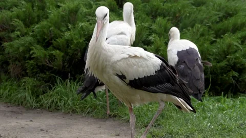 White stork close-up next to two storks Stock-Footage 160483018