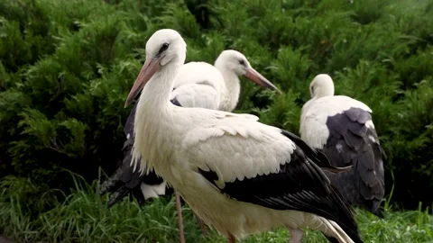 White stork close-up next to two storks Video stock 161179662