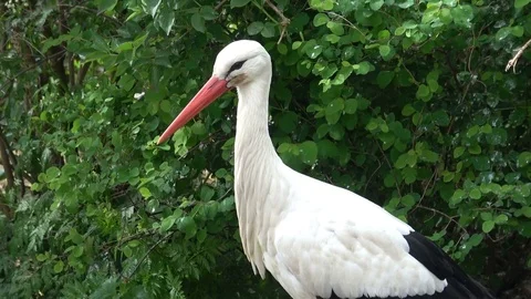 White stork close up view Stock Footage 80995792