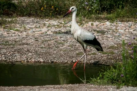 White stork closeup Stock Photos