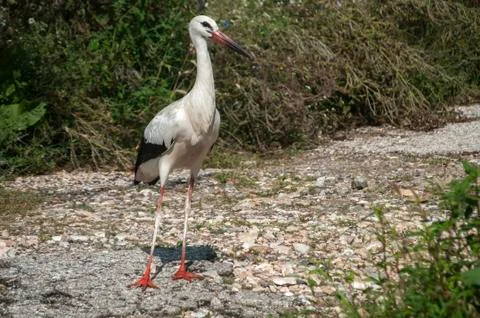 White stork closeup Stock Photos