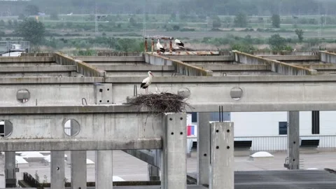 White Stork Colony Nesting on Concrete Industrial Structure Panorama 4K Stock Footage 307387547