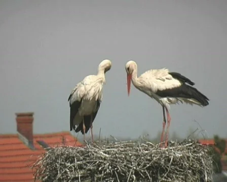 White Stork couple Stock Footage 120936