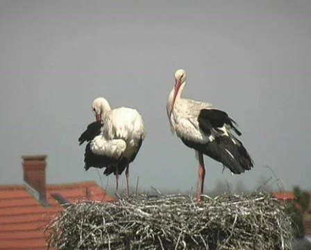 White Stork couple Stock Footage 120939