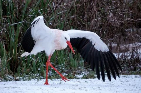 A white stork dances in the snow Stock Photos