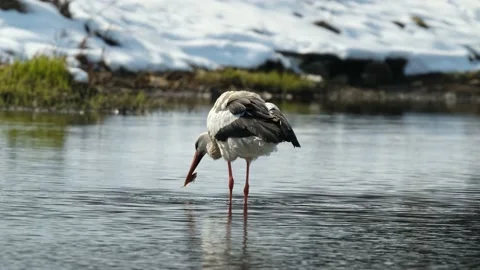 White stork eating fish Stock Footage 237226104