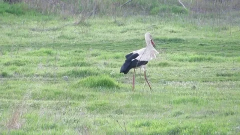 White stork eats insects in a green meadow Stock Footage 152904012