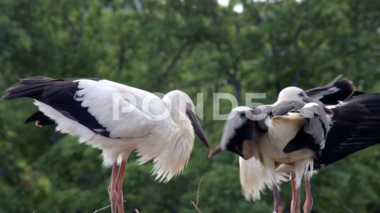 white stork family (Ciconia Ciconia) in nest, spreading wings