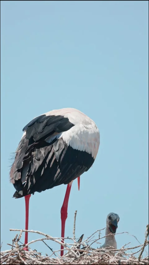White stork feeding chicks in nest Stock Footage 307938889