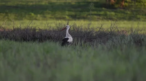 White stork is feeding at sunset in meadow Stock Footage 60673526