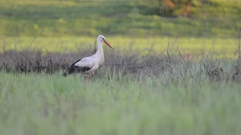 White stork is feeding at sunset in meadow Stock Footage 60673605