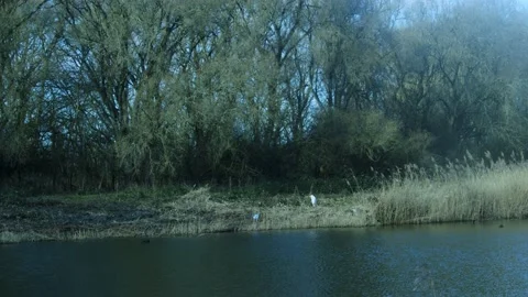 White Stork On A Field Of Grass Stock Footage 234239674