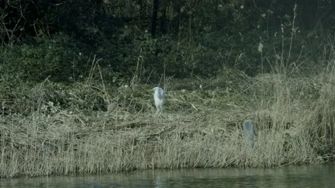 White Stork On A Field Of Grass Video stock 234240654
