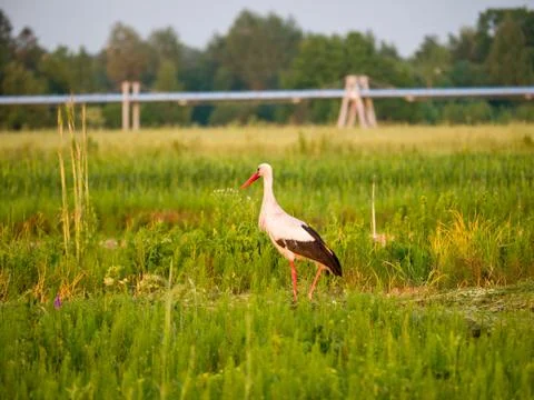 White stork on the field Stock Photos