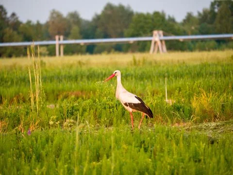 White stork on the field Stock Photos