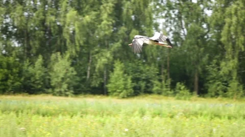 White stork flies over the green field. Video stock 170370481