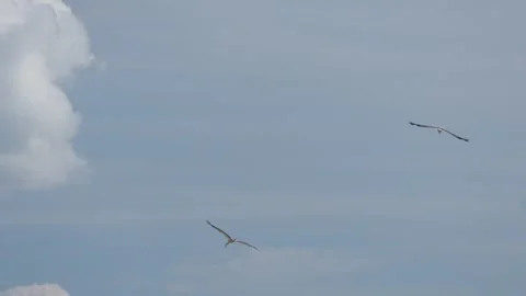 A white stork flies in the sky with clouds circling and meeting birds. Stock-Footage 281658083