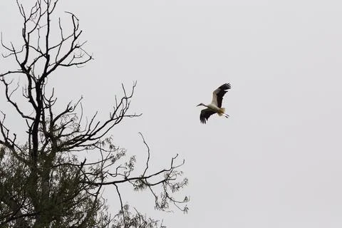 White stork in flight beside leafless tree branches against a pale overcast sky Stock Photos