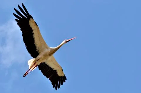 White stork in flight Stock Photos