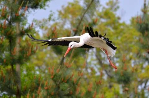 White stork in flight Stock Photos