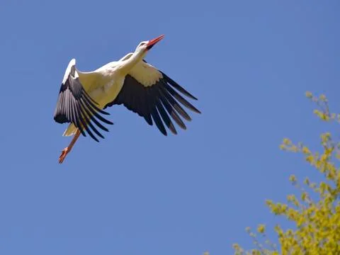 White stork in flight Stock Photos