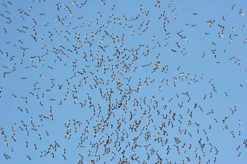 White Stork flock, in flight, mass migrating Stock Photos