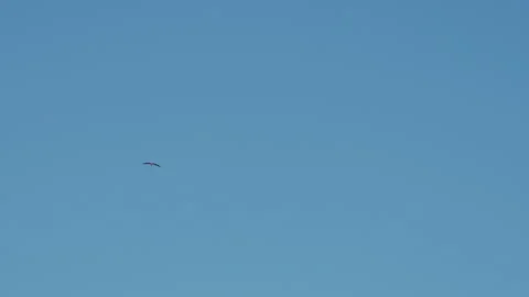 White stork flying in the clear blue sky Vidéo 342629861