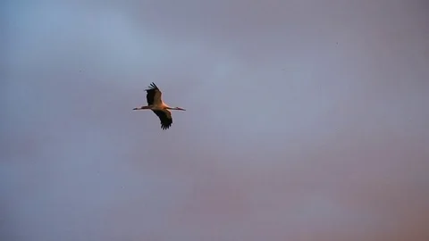 White stork flying Stock Footage 76084095