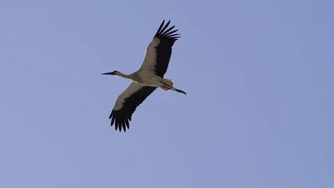 White stork flying Stock Footage