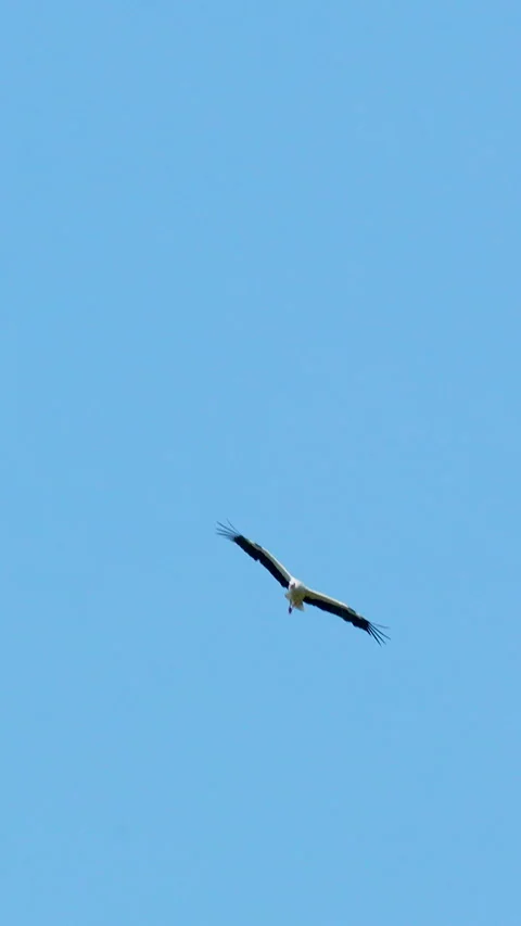 White Stork Flying Gracefully Against Clear Blue Sky In Vertical Format 库存影片 340904349