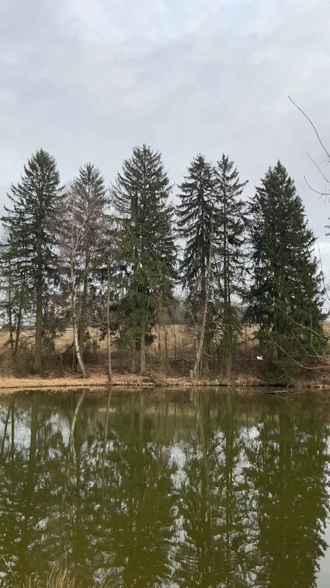 White Stork Flying Over a Reflective Pond Stock Footage 304009064