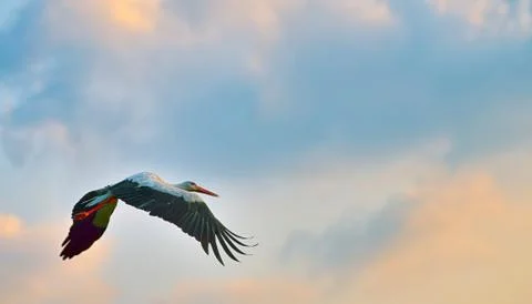 White stork flying Stock Photos