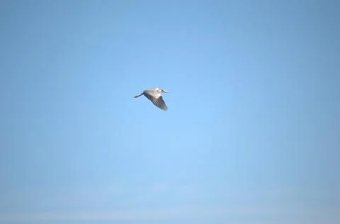 White stork flying. Stock Photos