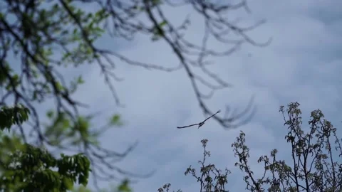 White stork flying in sky on background of the sun. Stock Footage 153719707