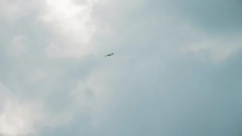 A white stork is flying in the sky Stock Footage 283461418