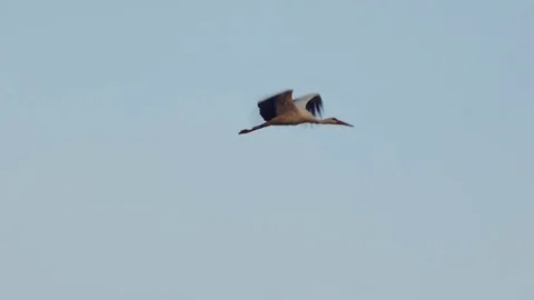 White stork flying at sunset Stock Footage 83096130