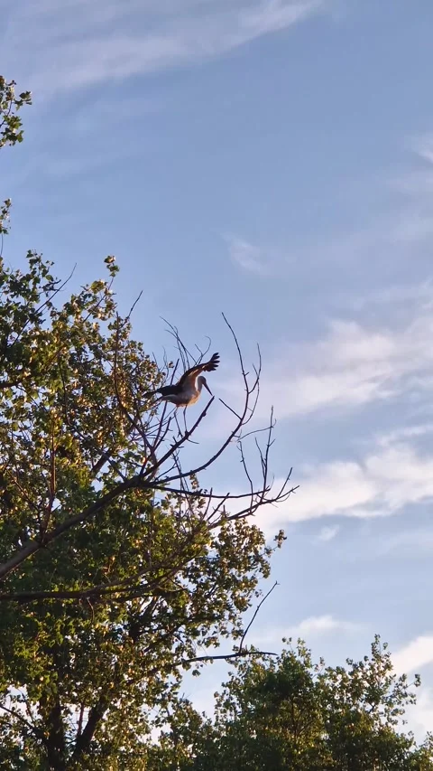 White stork flying off a tree Stock Footage 280684057