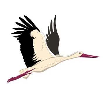 White stork flying (up wings) Stock Illustration