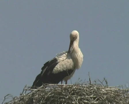 White Stork Stock Footage 120947