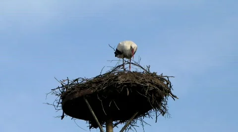 White stork Stock-Footage 664870